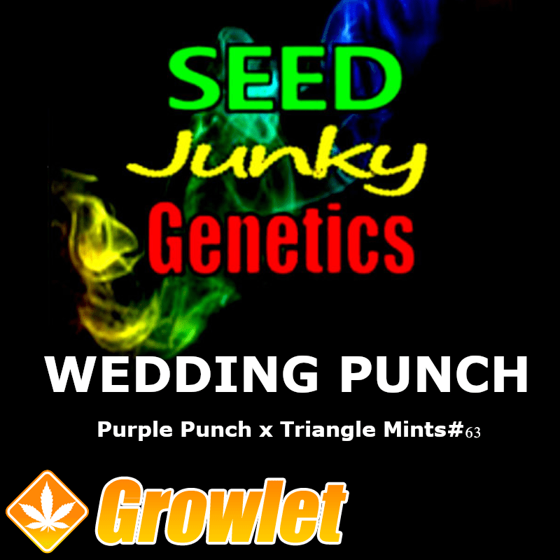 Wedding Punch semillas regulares de cannabis