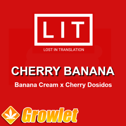Cherry Banana semillas regulares de cannabis