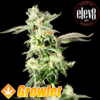 Giscotti semillas feminizadas de cannabis