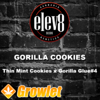 Gorilla Cookies feminized cannabis seeds