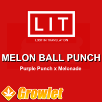Melon Ball Punch regular cannabis seeds