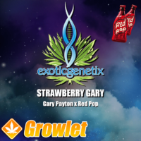 Strawberry Gary semillas feminizadas de cannabis