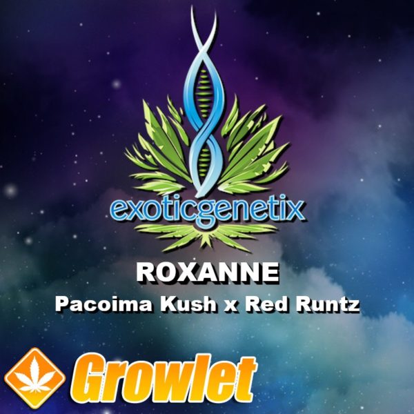 Roxanne semillas feminizadas de cannabis