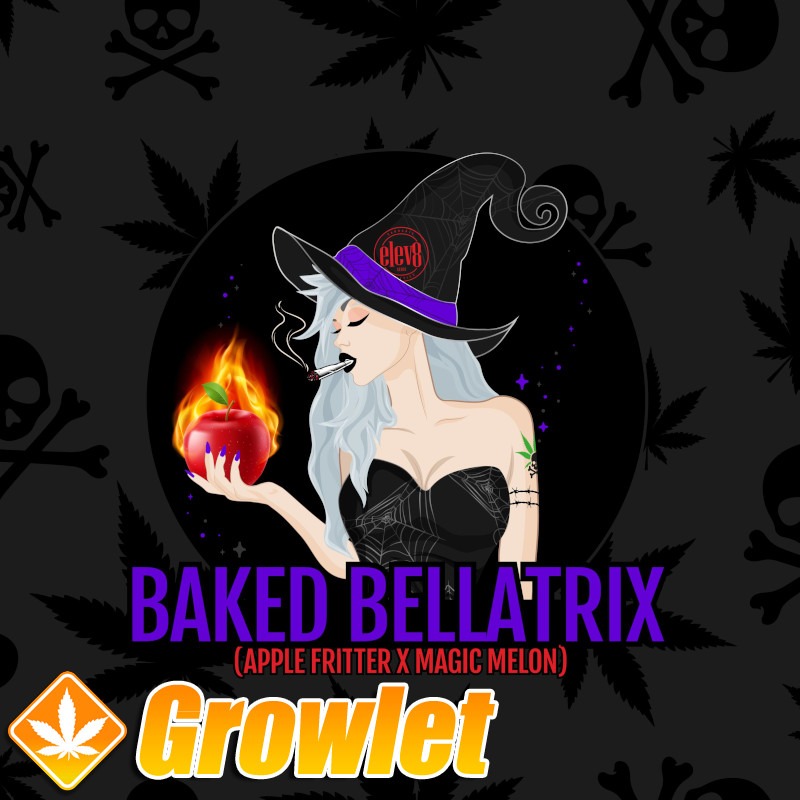 Baked Bellatrix semillas feminizadas de cannabis