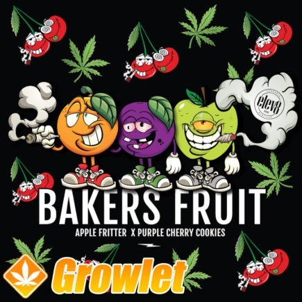 Bakers Fruit semillas feminizadas de cannabis