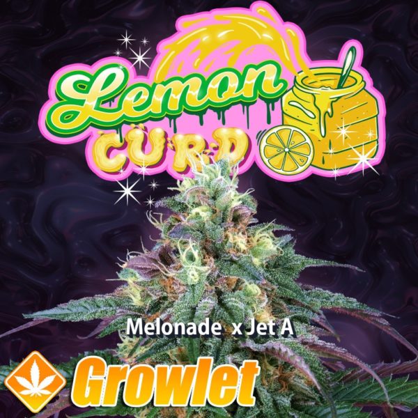 Lemon Curd semillas feminizadas de cannabis