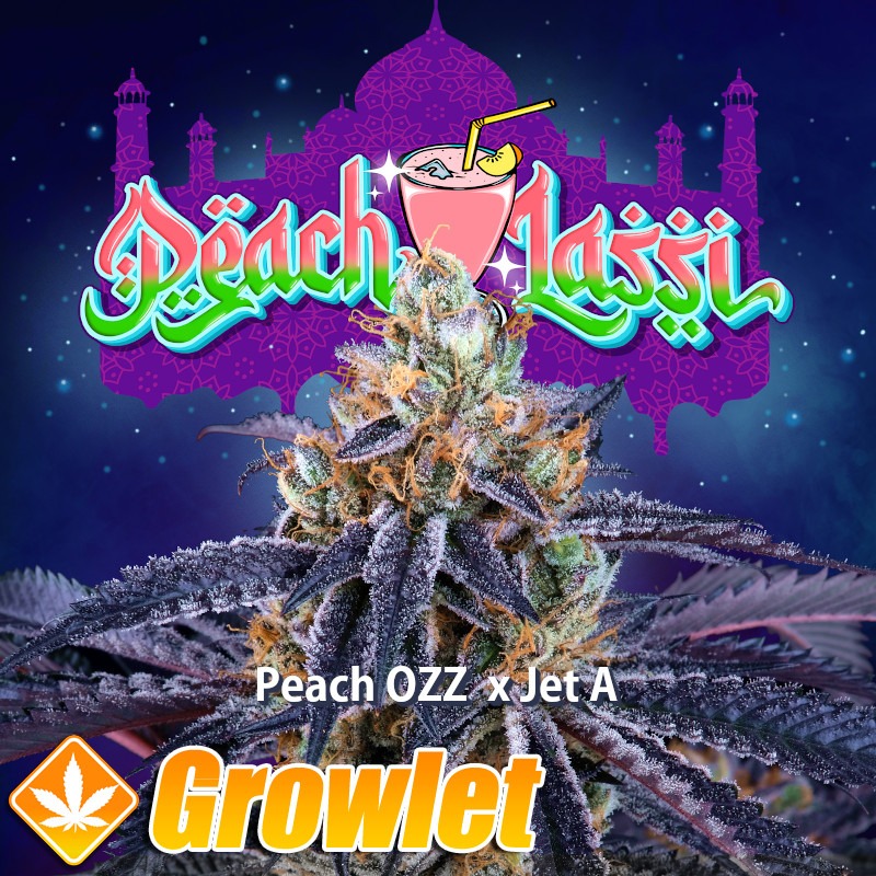 Peach Lassi semillas feminizadas de cannabis