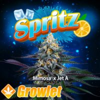 Spritz feminized cannabis seeds