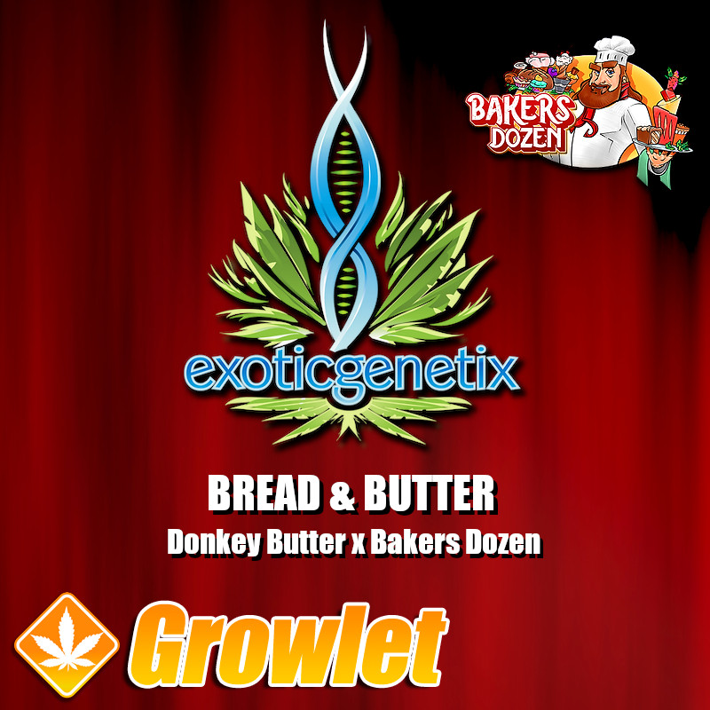 Bread & Butter semillas feminizadas de cannabis de Exotic Genetix