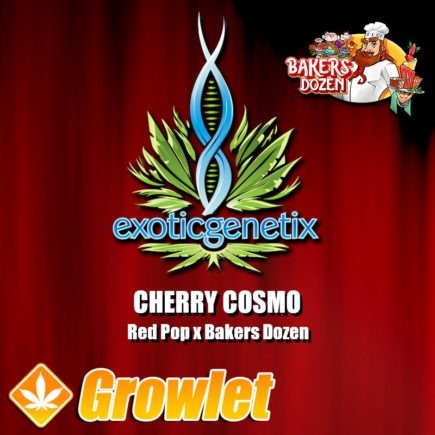 Cherry Cosmo semillas feminizadas de cannabis de Exotic Genetix