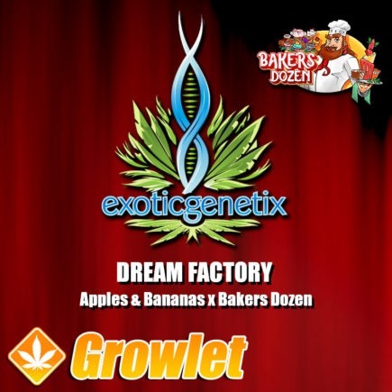 Dream Factory semillas feminizadas de cannabis de Exotic Genetix
