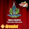Purple Pineapple semillas feminizadas de cannabis de Exotic Genetix