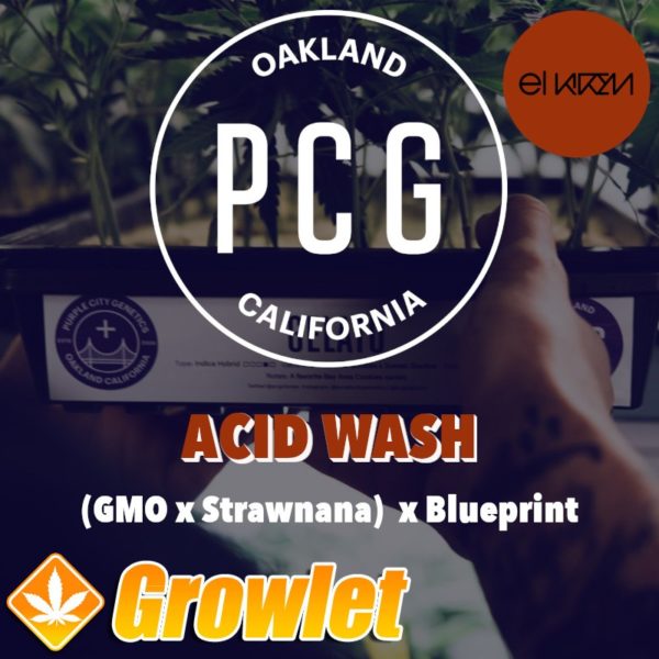 Acid Wash semillas feminizadas de cannabis