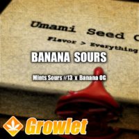 Banana Sours by Umami Seed Co