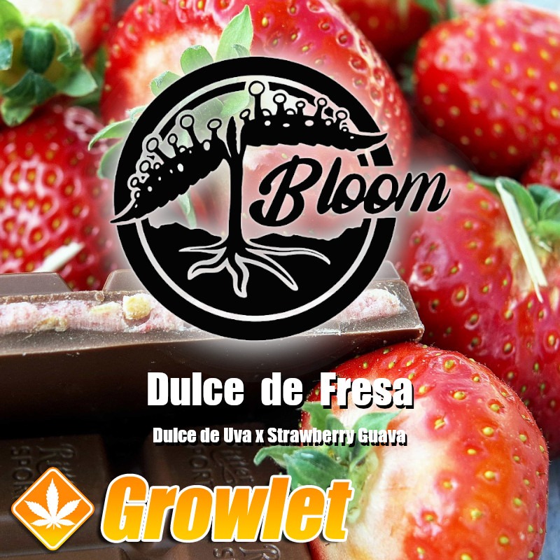Dulce de Fresa de Bloom Seed Co