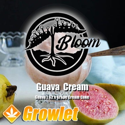 Guava Cream de Bloom Seed Co