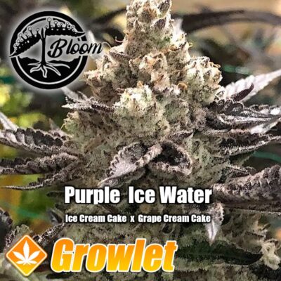 Purple Ice Water de Bloom Seed Co