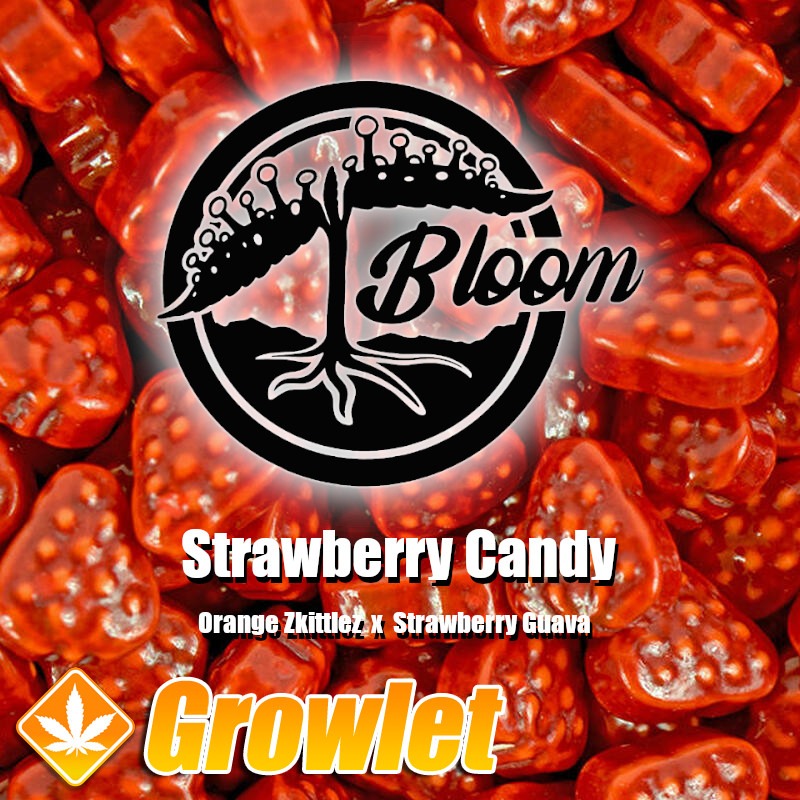 Strawberry Candy de Bloom Seed Co