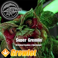 Super Gremlin by Bloom Seed Co.