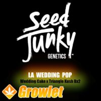 LA Wedding Pop by Seed Junky Genetics