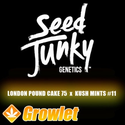 London Pound Cake 75 x Kush Mints #11 de Seed Junky Genetics
