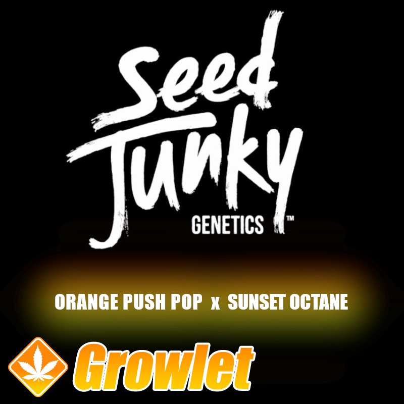 Orange Push Pop x Sunset Octane de Seed Junky Genetics