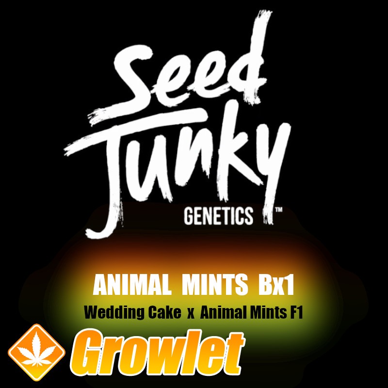 Animal Mints Bx1 de Seed Junky Genetics semillas regulares
