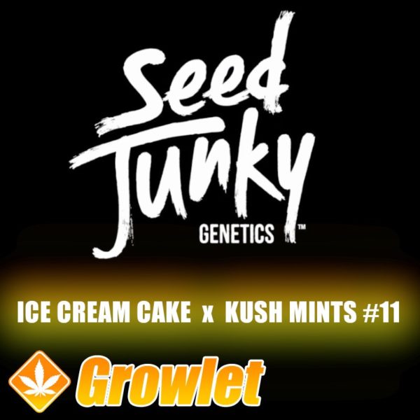 Ice Cream Cake x Kush Mints # 11 de Seed Junky Genetics