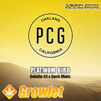 Platinum Bird by Purple City Genetics