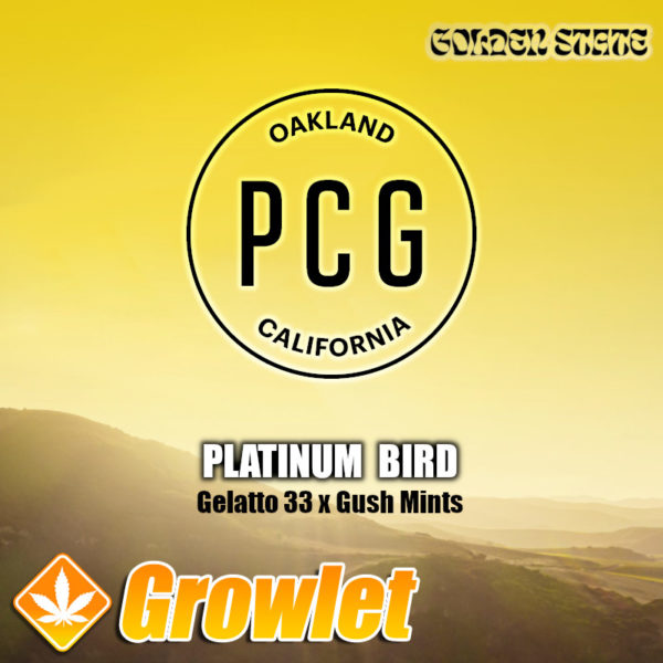 Platinum Bird de Purple City Genetics