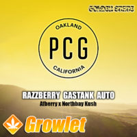 Razzberry Gastank AUTO by Purple City Genetics