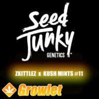 Zkittlez x Kush Mints #11 de Seed Junky Genetics
