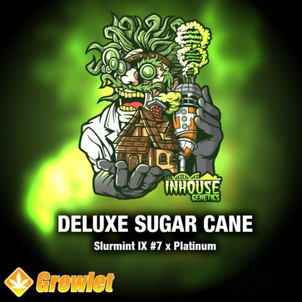Deluxe Sugar Cane de In House Genetics