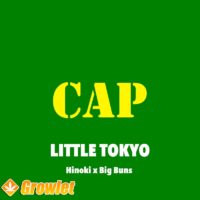 Little Tokyo de Capulator semillas feminizadas
