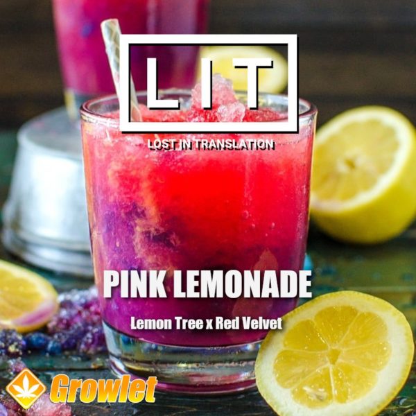Pink Lemonade de LIT Farms