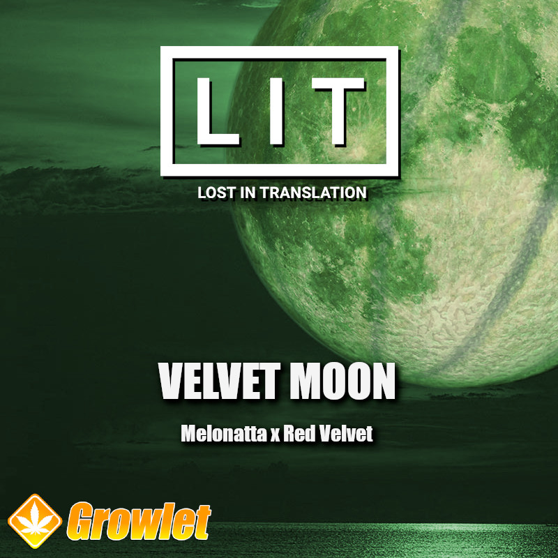 Velvet Moon de LIT Farms