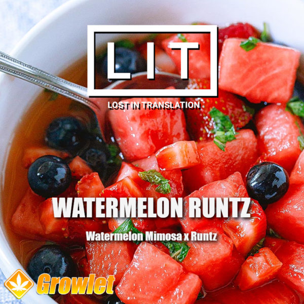Watermelon Runtz de LIT Farms