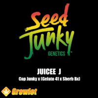 Juicee J de Seed Junky Genetics