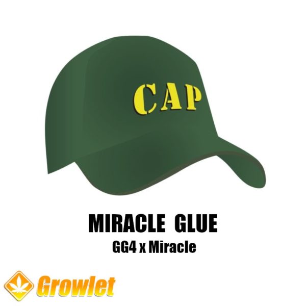 Miracle Glue de Capulator semillas regulares