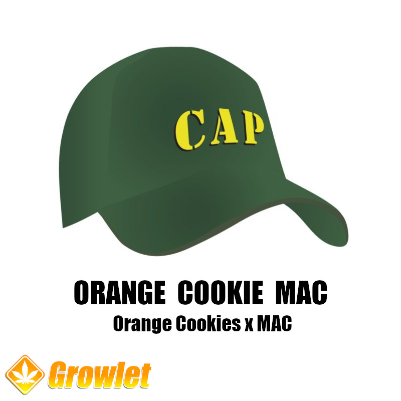 Orange Cookie MAC de Capulator semillas regulares