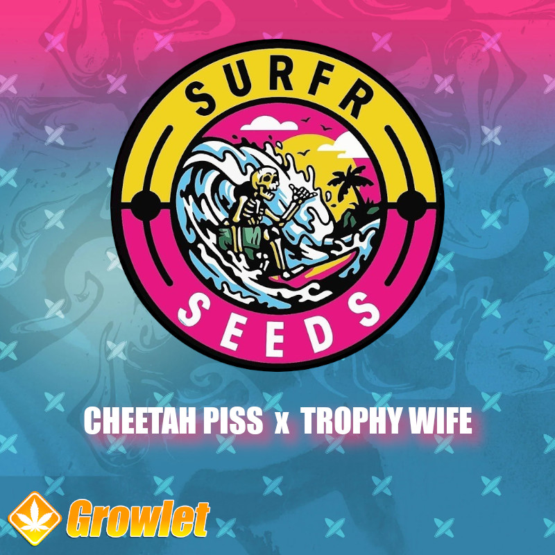 Cheetah Piss x Trophy Wife de Surfr Seeds semillas regulares