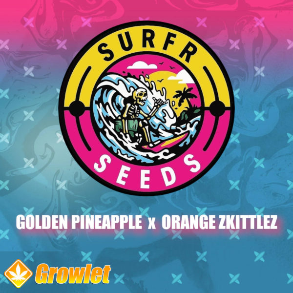 Golden Pineapple x Orange Zkittlez de Surfr Seeds semillas regulares