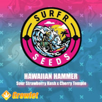 Hawaiian Hammer de Surfr Seeds semillas regulares