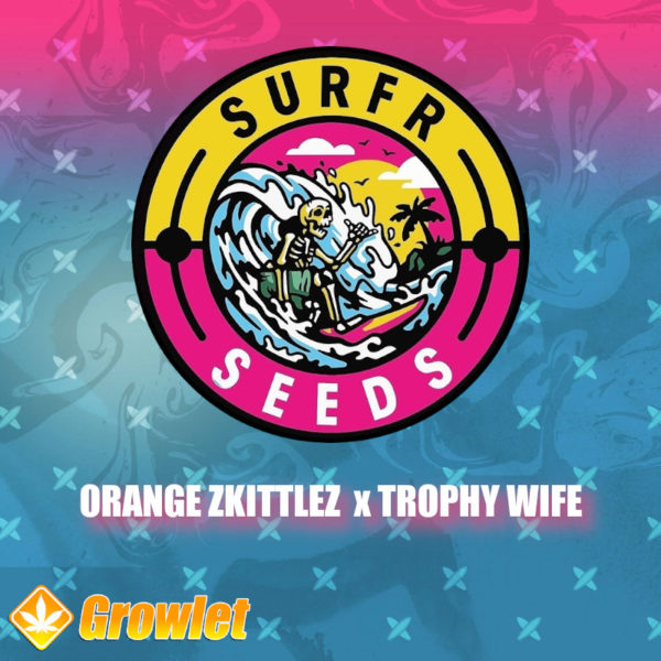 Orange Zkittlez x Trophy Wife de Surfr Seeds semillas regulares