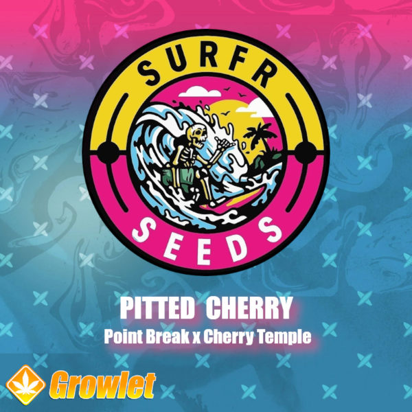 Pitted Cherry de Surfr Seeds semillas regulares