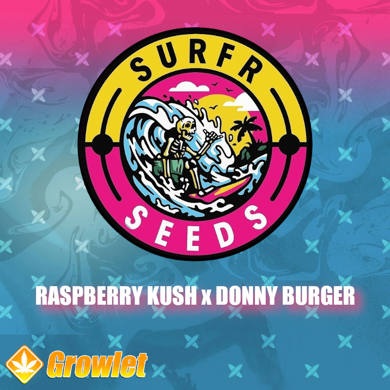 Raspberry Kush x Donny Burger de Surfr Seeds semillas regulares