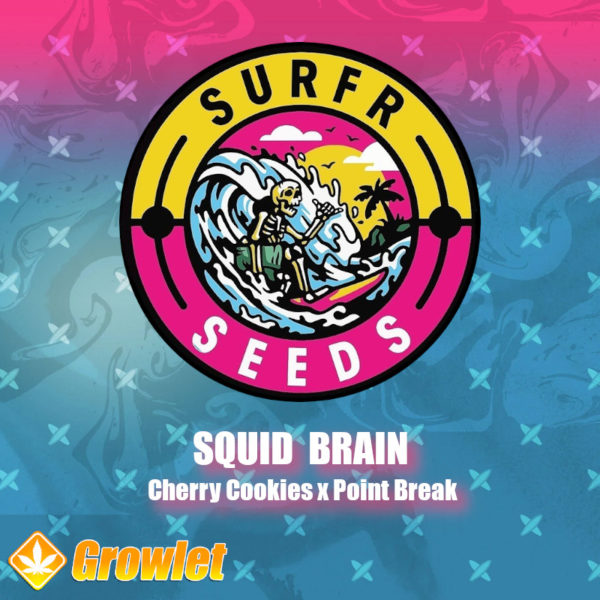 Squid Brain de Surfr Seeds semillas regulares