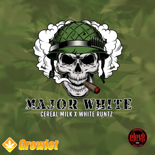Major White de Elev8