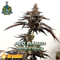 Red Rager by Exotic Genetix