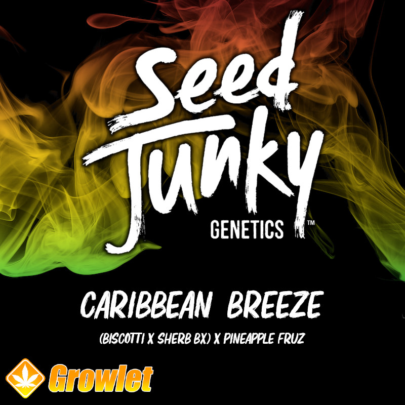 Caribbean Breeze de Seed Junky Genetics